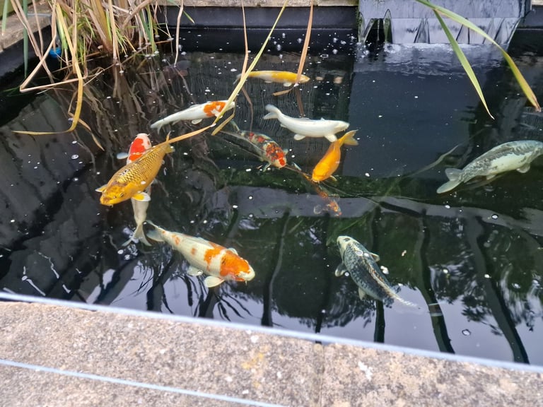 Koi