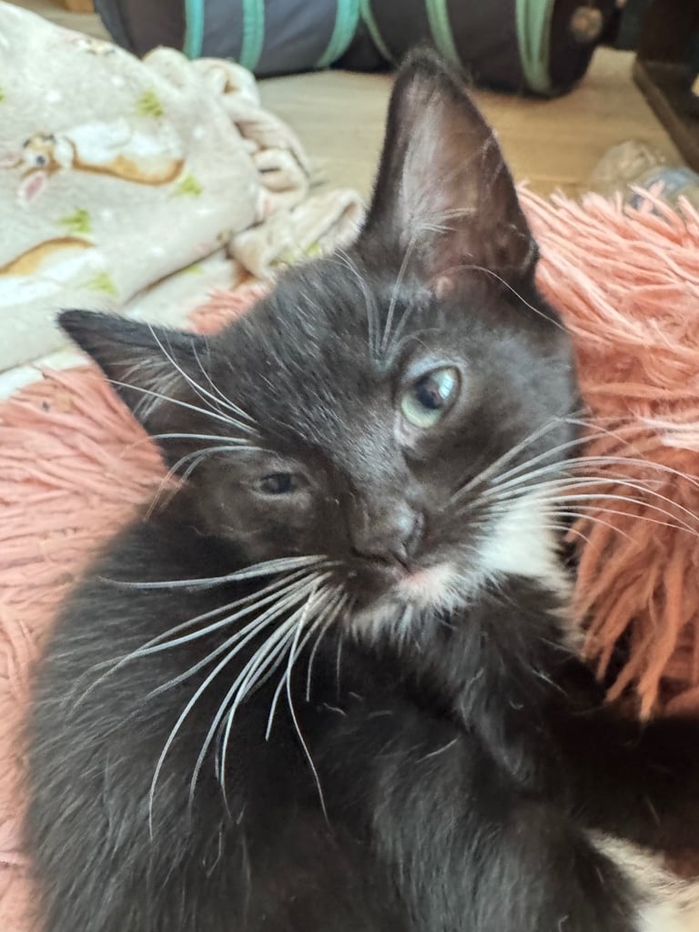black tuxedo kittens male and female available now