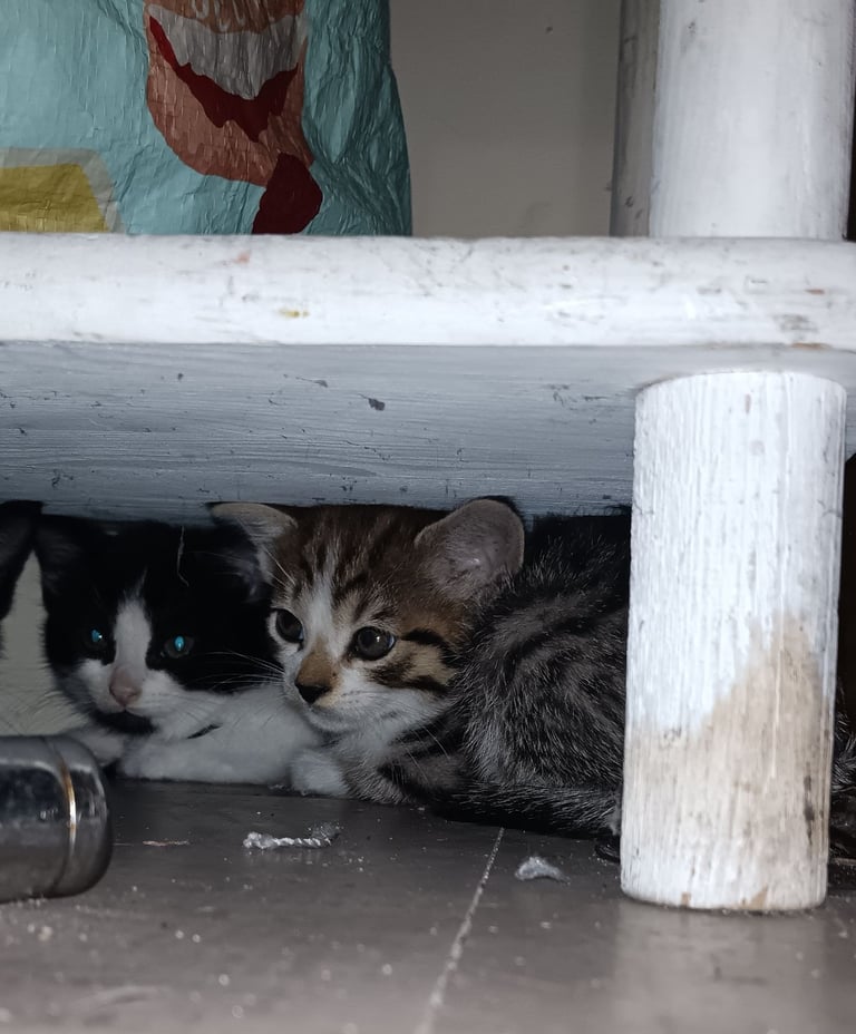 Kittens for sale - must go together 