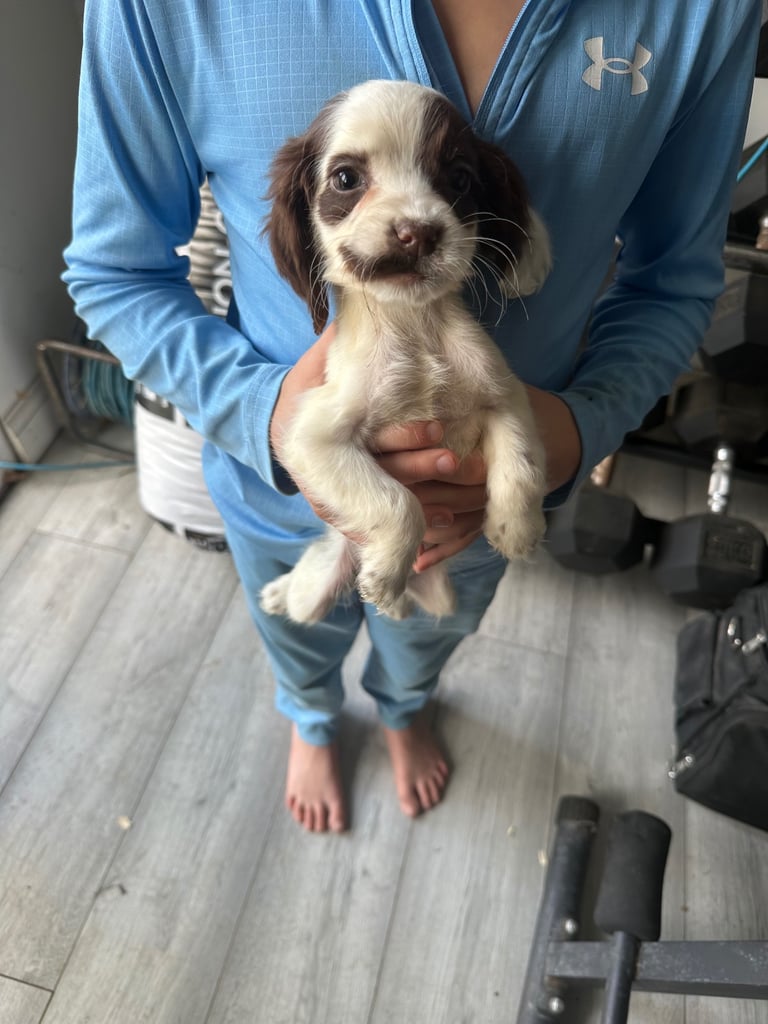 image for Cocker spaniel puppies 
