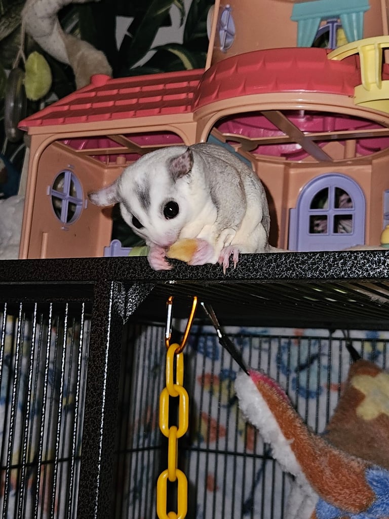 image for Sugar gliders