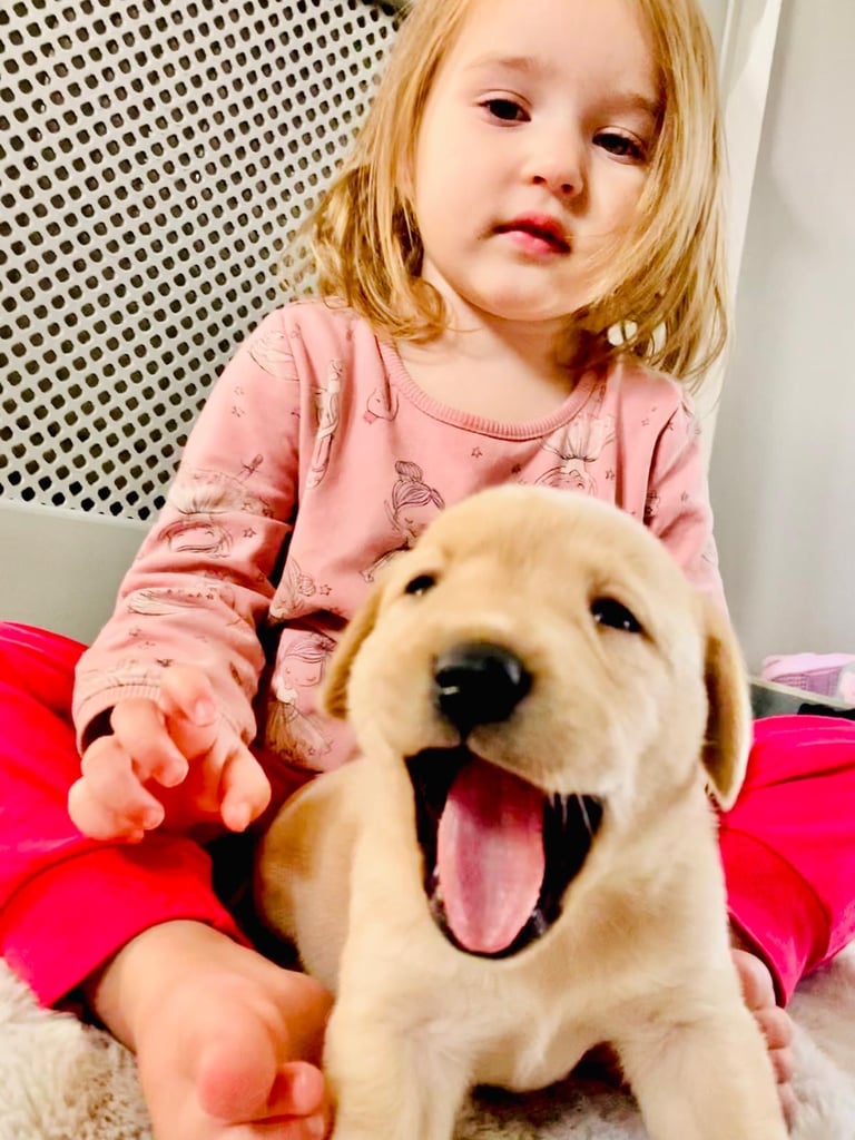 KC Labrador retriever 27.11.2025