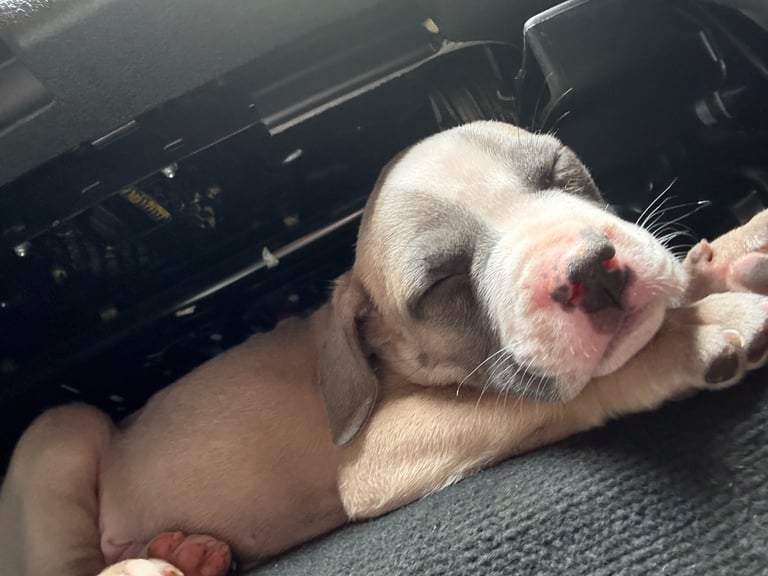 Staffy x frenchie 
