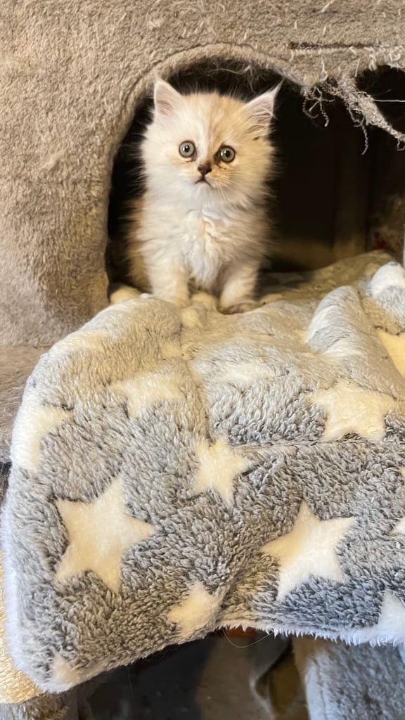 Ready to go Persian kittens 