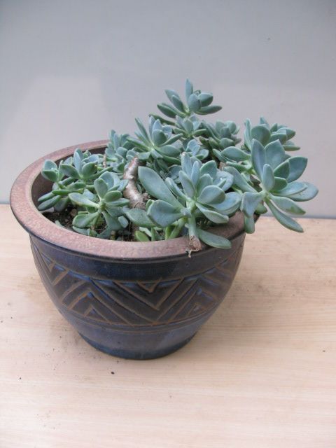 Echeveria or Ghost Plant in large terracota pot