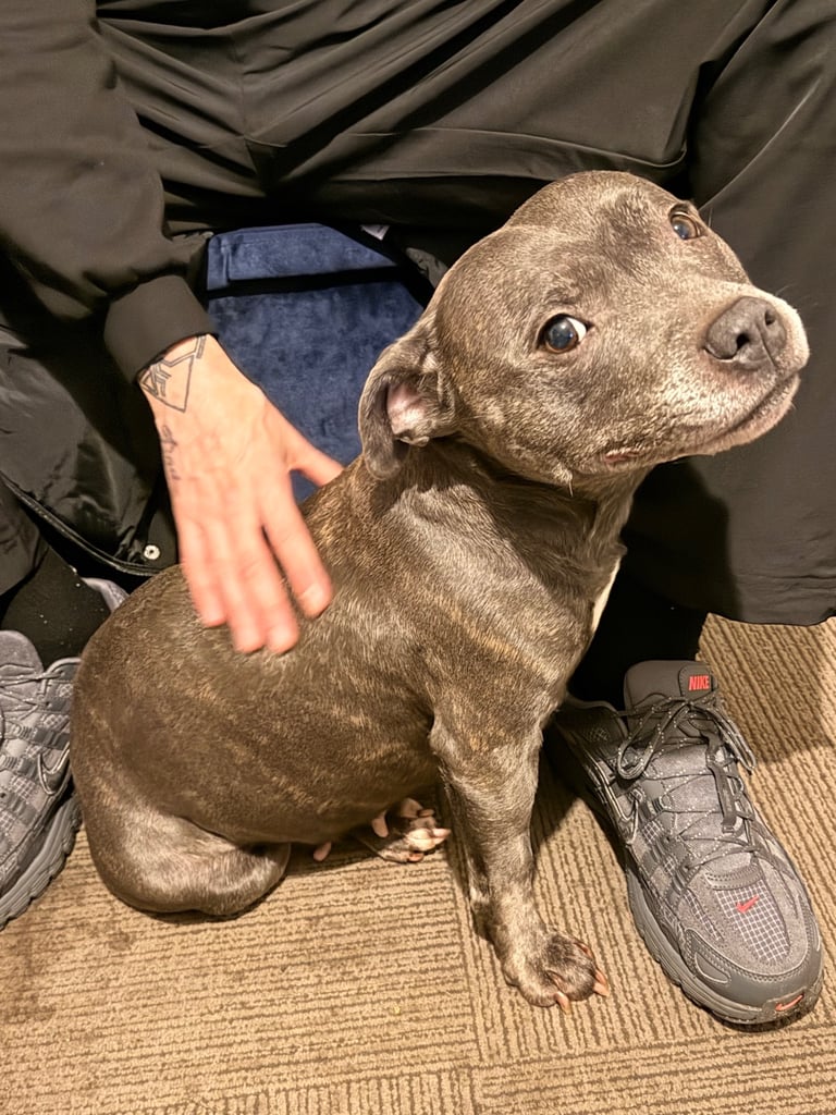 Female staffie