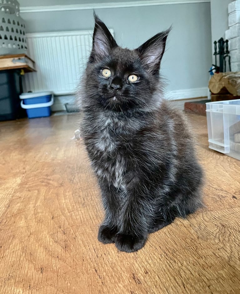 Pedigree Maine Coon kittens