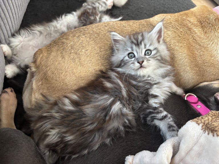 1 FEMALE MAINE COON KITTEN STILL AVAILABLE