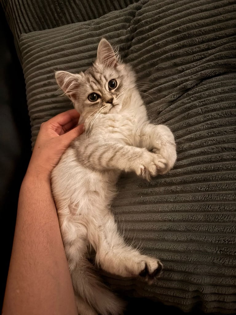 Kitten looking for a new home