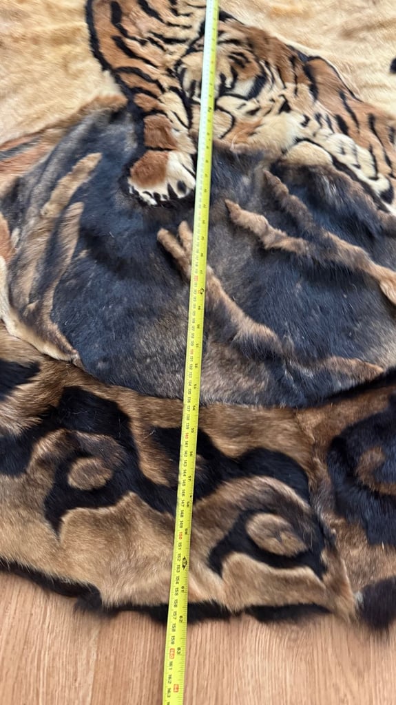 Pre 1950 Taxidermy Wall hanging Indian Tiger Art with Whiskers Antique Vintage Very Rare Quick Sale