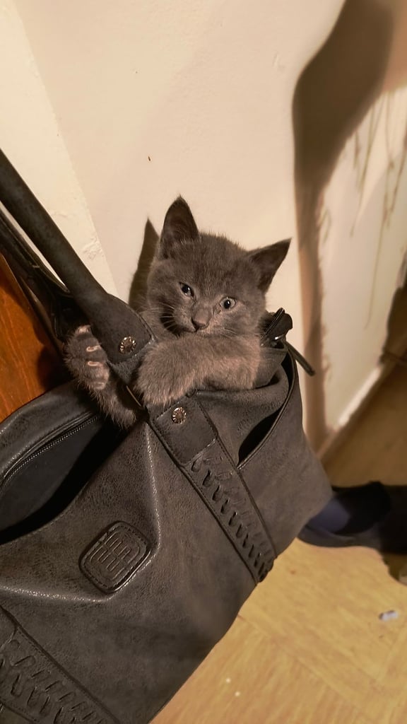 Catss kittens