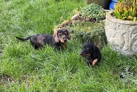 Mini dachshund puppies.