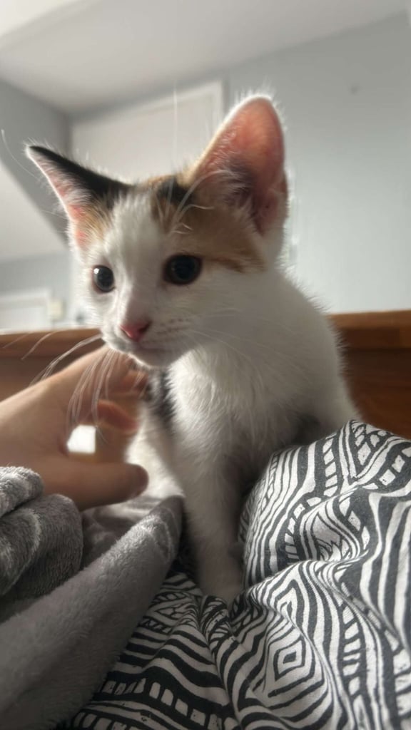 image for Beautiful Short Hair kitten