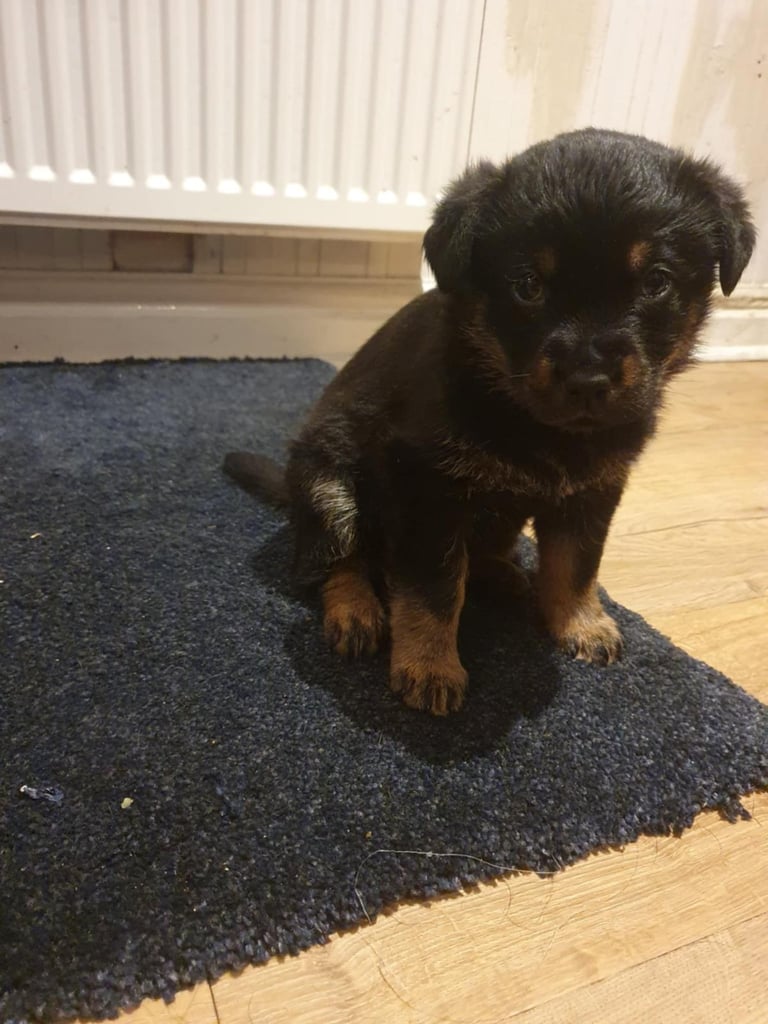 Gorgeous Rottweiler St Bernard Black Labrador mix