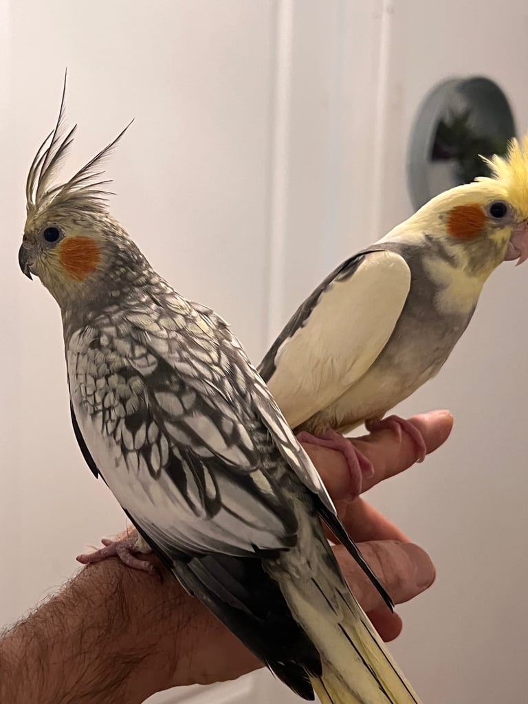 image for Budgies and cocktails for sale