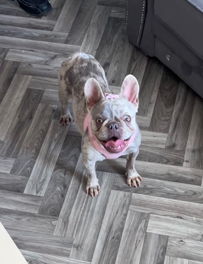 French bull dog 16 months 