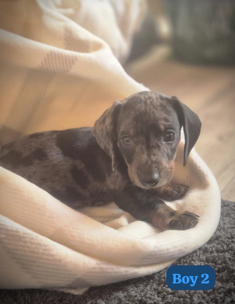 Dachshund Puppies