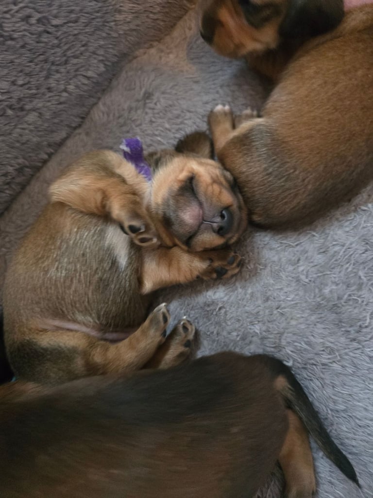 Miniature Dachshunds Seeking Forever Homes 