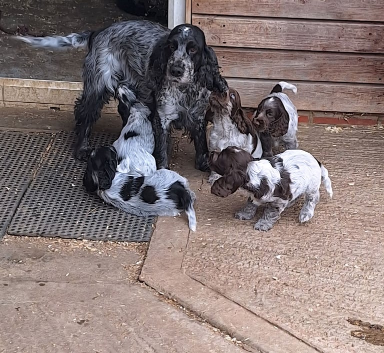 Show type cocker spaniel puppies 