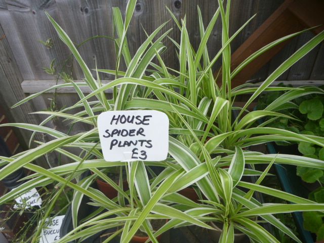 Garden Plants  Pachysandra, Campanula, Heuchera Palm Penstemon Grass Hellebore Hibiscus Fig  etc