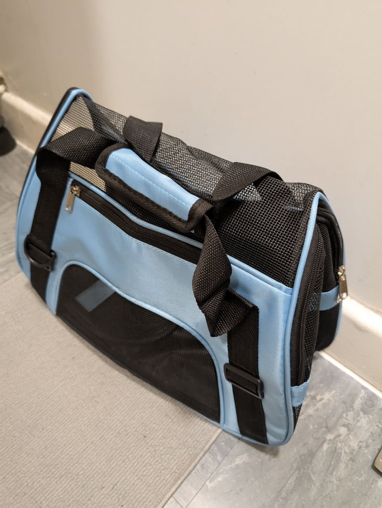 8 week kitten comes with everything 