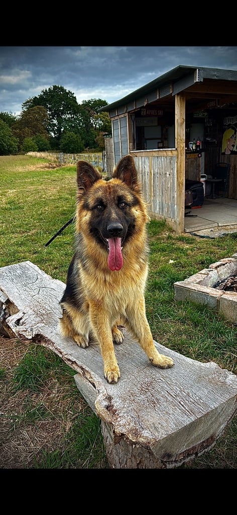 German Shepherd - 14 month old trained male