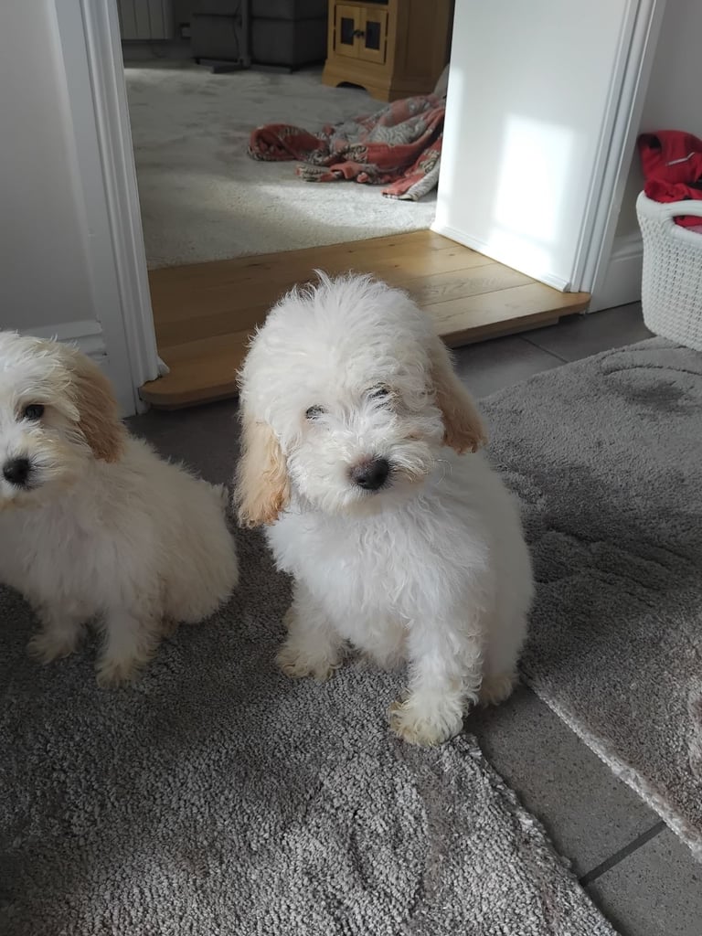 Cockapoo