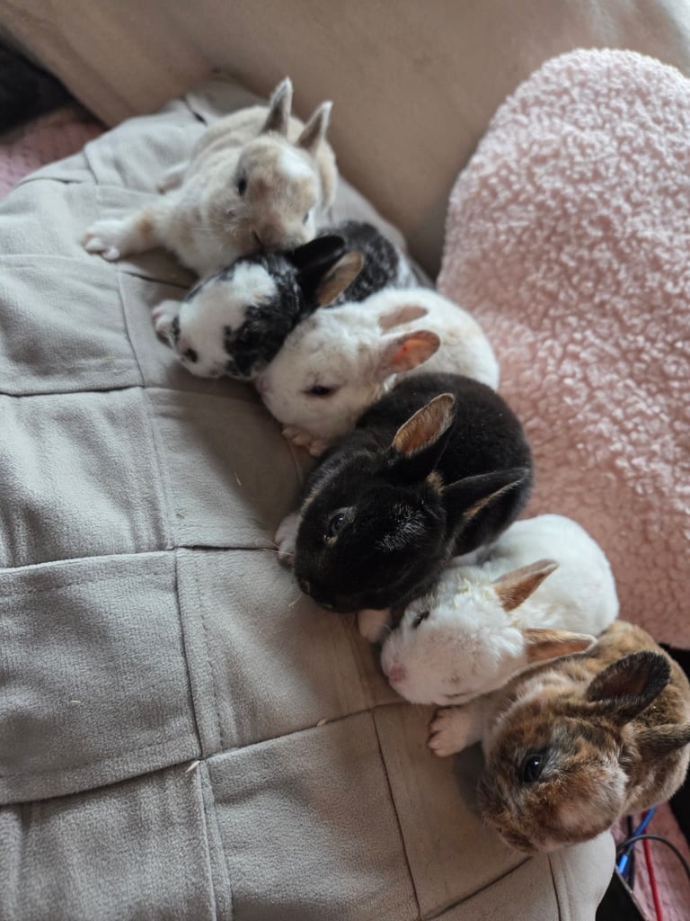 🐰 Beautiful mini rex babies 🐰