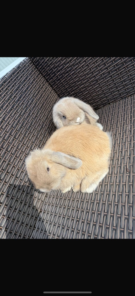 image for 2 Rabbits for sale 