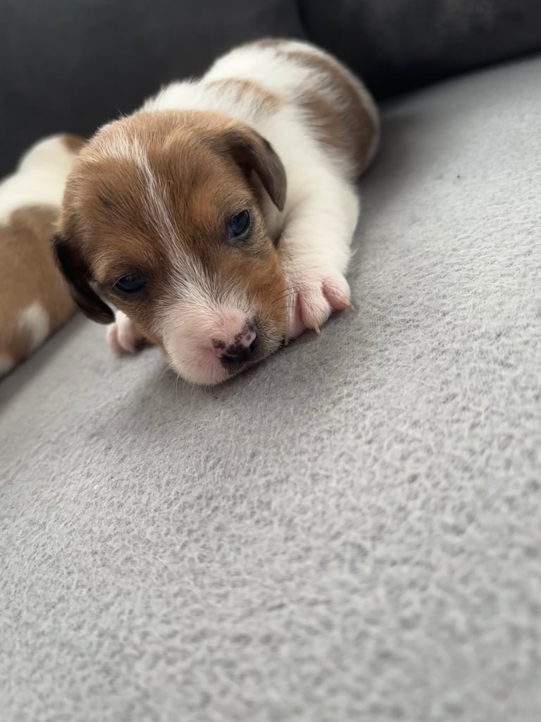 Two gorgeous Jack Russell puppies left