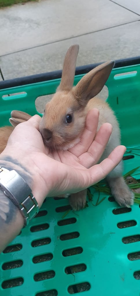 Lionhead cross yellow dutch rabbits