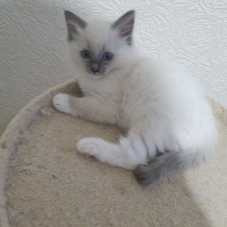 Absolutely beautiful ragdolls kittens 