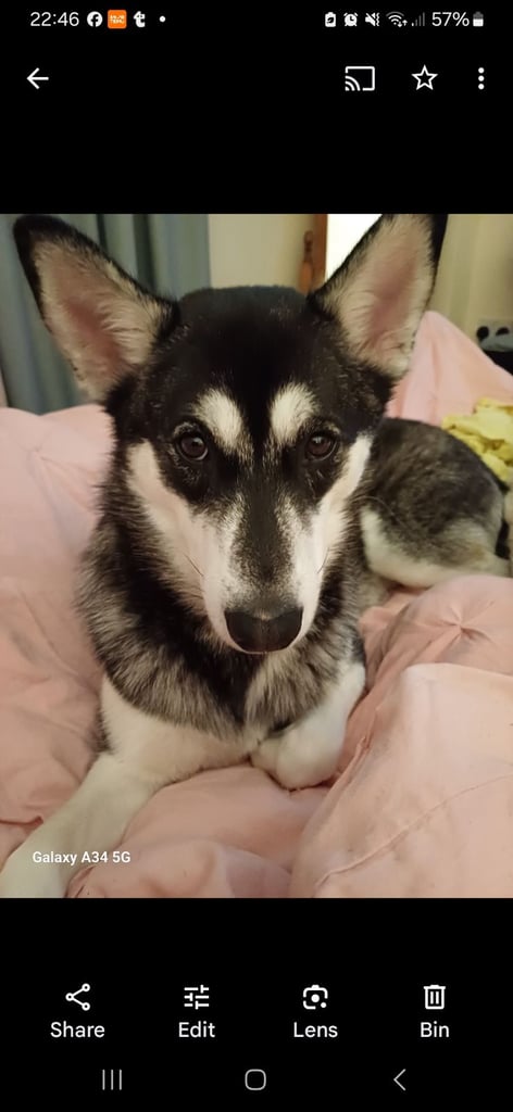 Husky little 