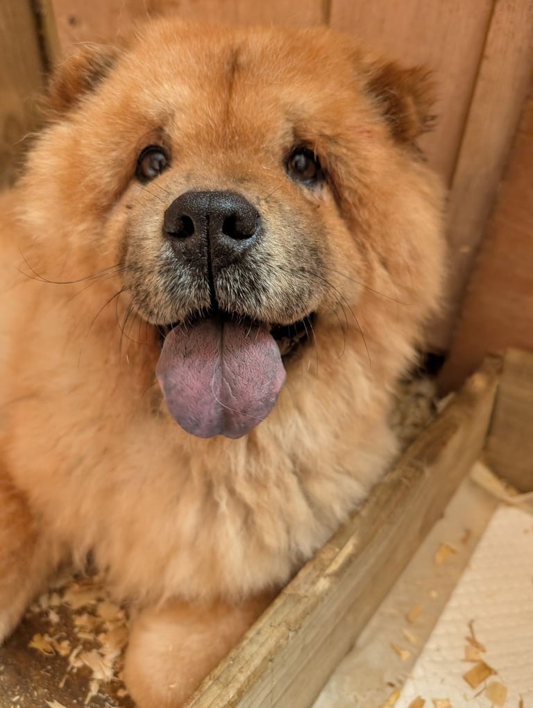 Chowchow X staffy 