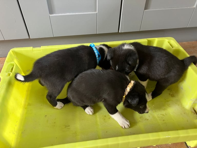 Border Collie Pups