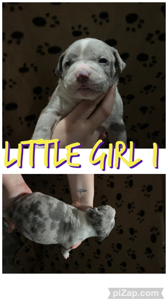 Staffordshire bull terrier puppies for sale 