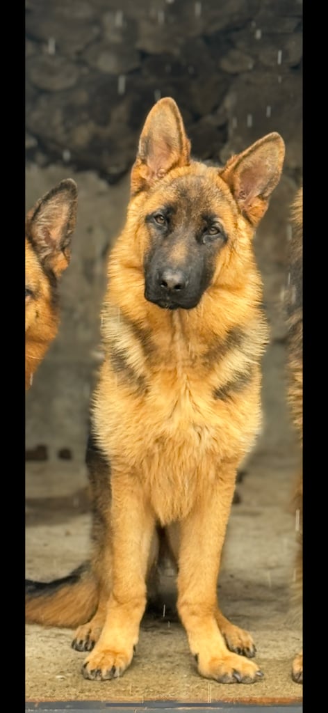 German Shepherd Dog 