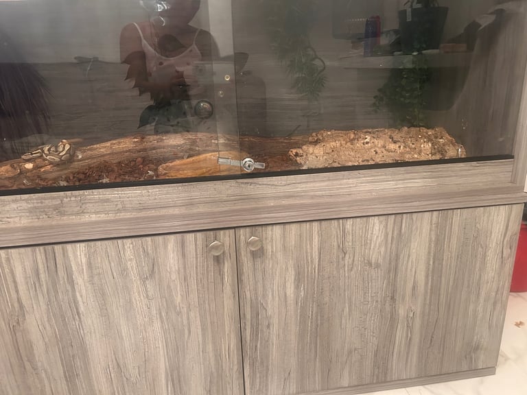 Ball Python and 4ft vivarium and cabinet 
