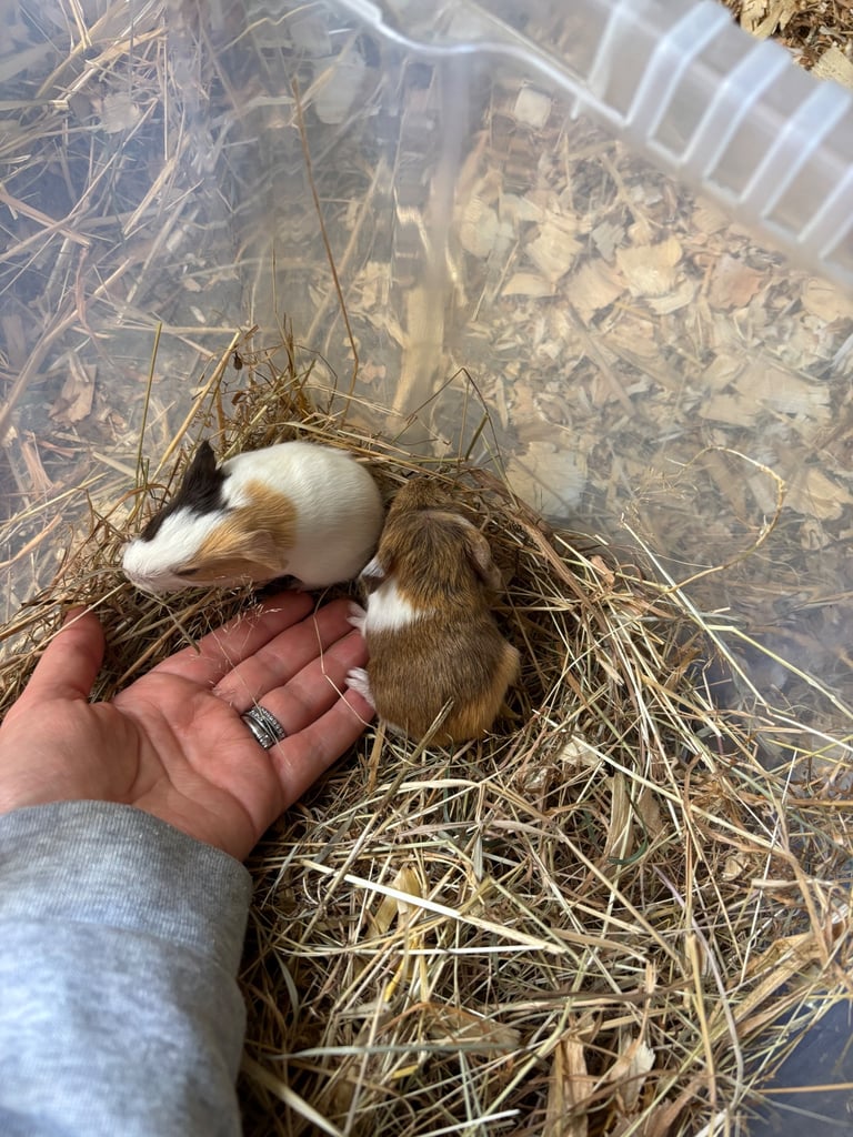 image for Baby Boar Guinea Pigs 