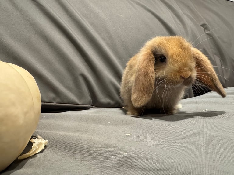 ⭐️ 1 mini lop boy ready to go!!