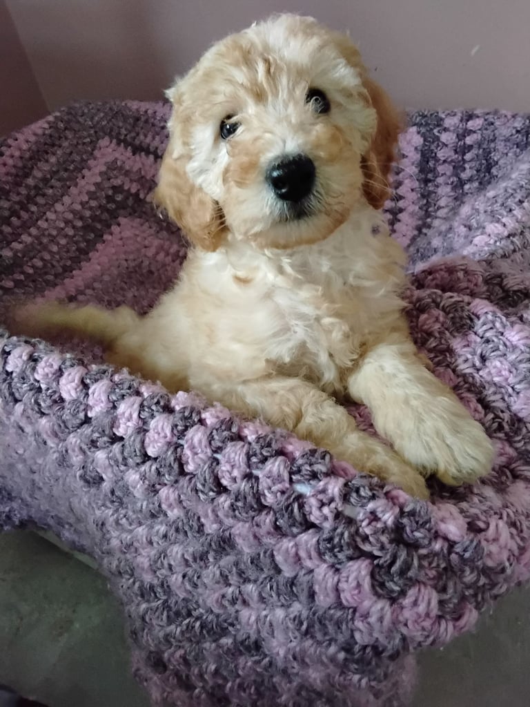 image for Cockapoo puppies 