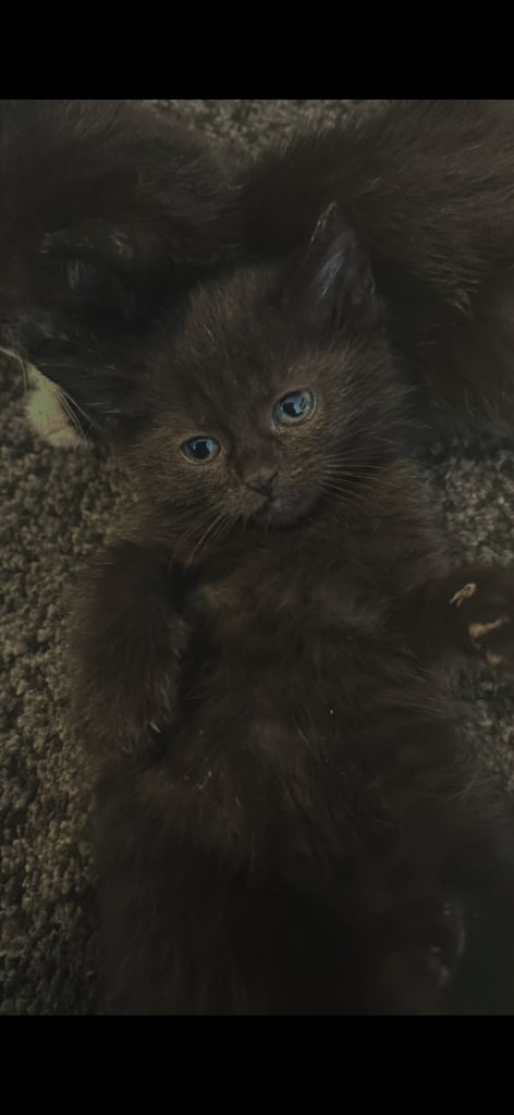 image for 5 beautiful kittens for sale