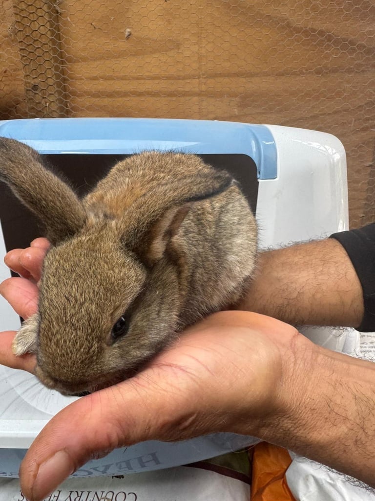 Netherland dwarf bunnies