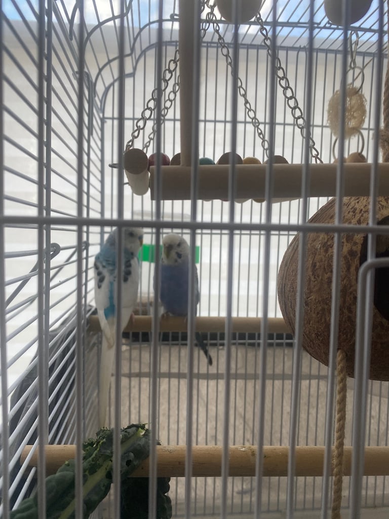 image for Budgies