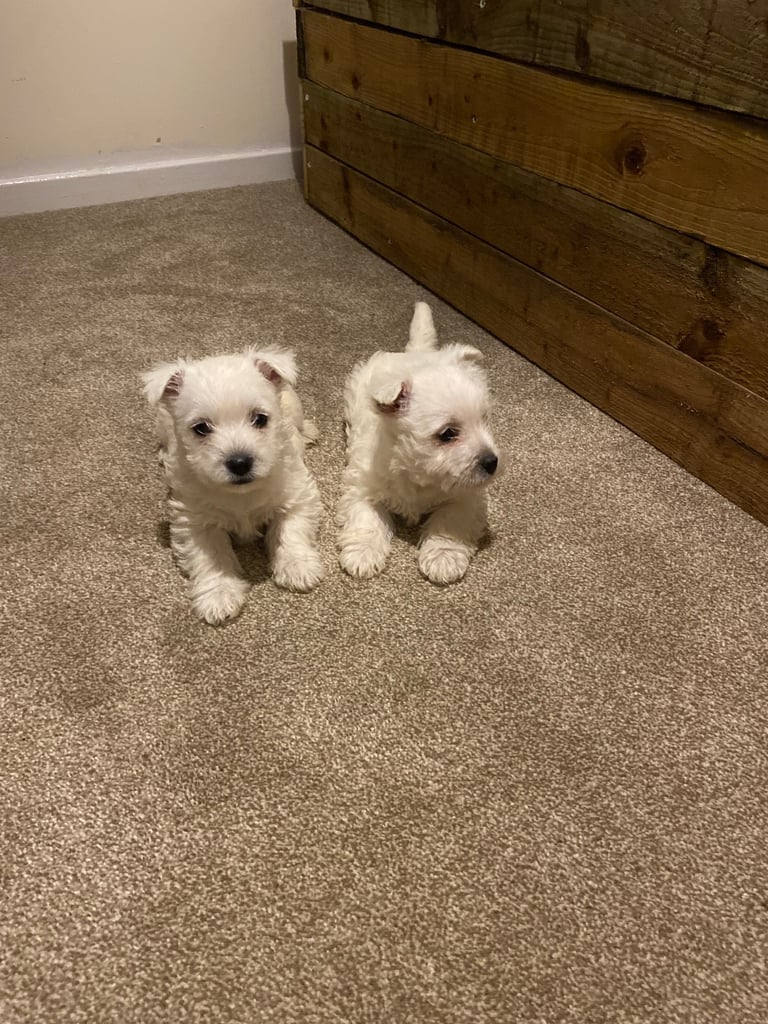 Westie pups