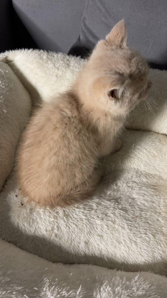 😸 Adorable 8-Week-Old British Shorthair x Russian Blue – Ready for a Loving Home! 🏡