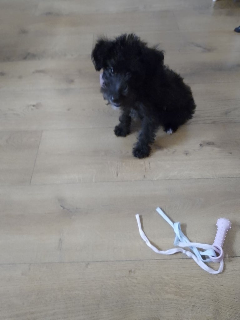 Shihpoo female puppy for sale