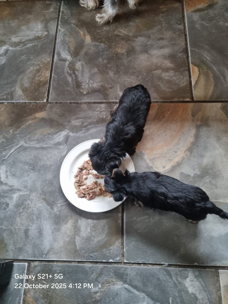Yorkshire terrier pups 