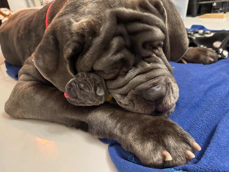 11 Neapolitan mastiff puppies for sale Newcastle 
