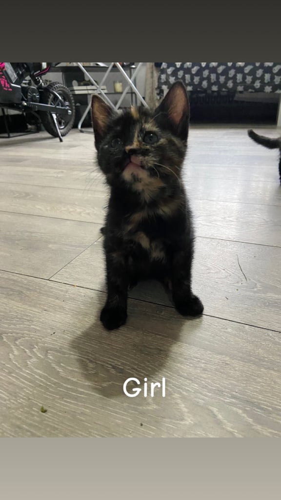 Beautiful kittens ready for there new homes 